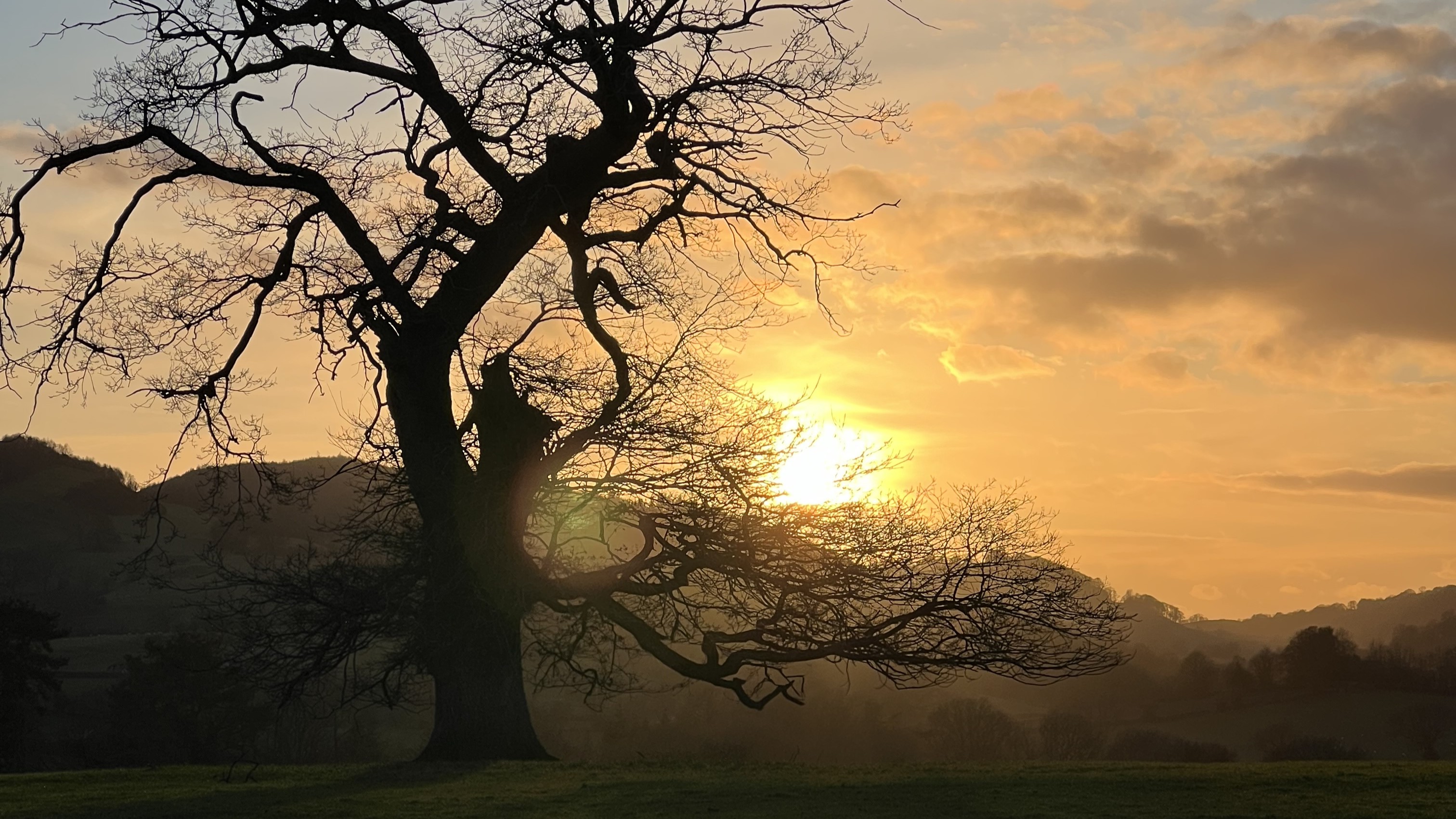 tree landscape